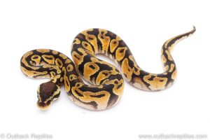 Africa Import Dinker Ball Python for sale