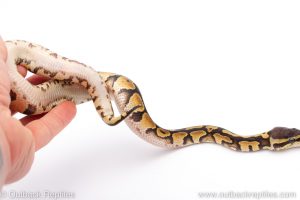 Africa Import Dinker Ball Python for sale