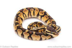 Africa Import Dinker Ball Python for sale