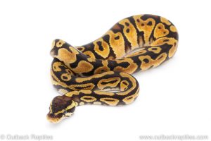 Africa Import Dinker Ball Python for sale