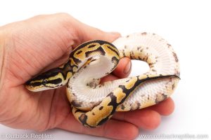 Africa Import Dinker Ball Python for sale