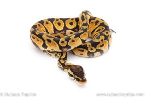 Africa Import Dinker Ball Python for sale