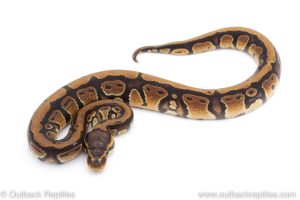 Africa Import Dinker Ball Python for sale