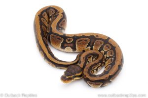 Africa Import Dinker Ball Python for sale