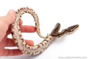 Africa Import Dinker Ball Python for sale