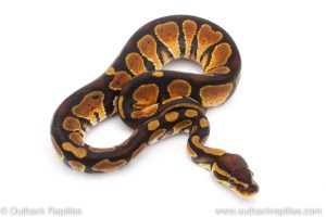 Africa Import Dinker Ball Python for sale