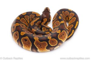 Africa Import Dinker Ball Python for sale