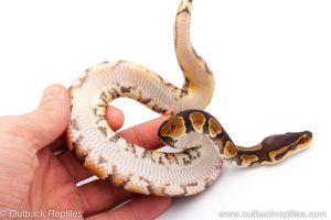 Africa Import Dinker Ball Python for sale