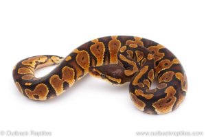 Africa Import Dinker Ball Python for sale