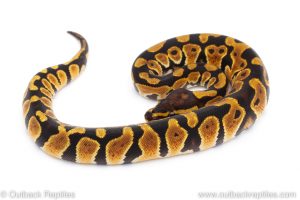 Africa Import Dinker Ball Python for sale