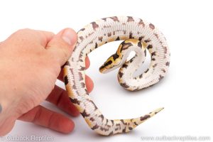 Africa Import Dinker Ball Python for sale