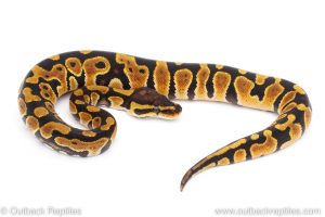 Africa Import Dinker Ball Python for sale