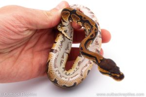 Africa Import Dinker Ball Python for sale