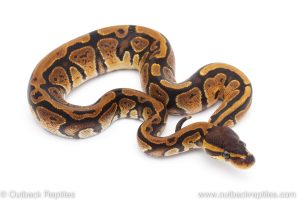 Africa Import Dinker Ball Python for sale