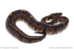 Africa Import Dinker Ball Python for sale