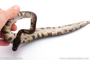 Africa Import Dinker Ball Python for sale