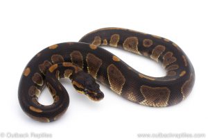 Africa Import Dinker Ball Python for sale