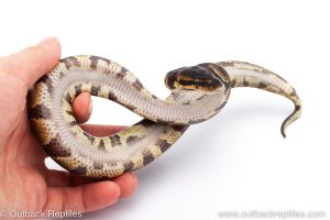 Africa Import Dinker Ball Python for sale