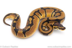 Africa Import Dinker Ball Python for sale