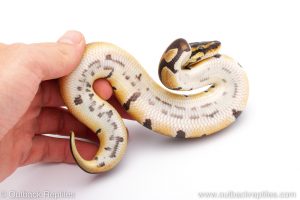 Africa Import Dinker Ball Python for sale