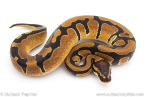 Africa Import Dinker Ball Python for sale