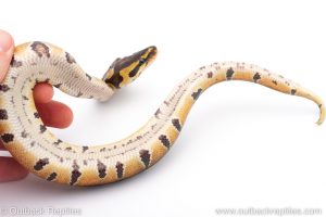 Africa Import Dinker Ball Python for sale