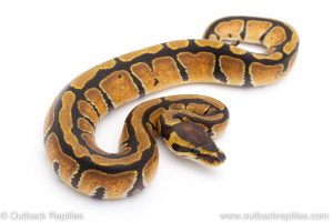 Africa Import Dinker Ball Python for sale