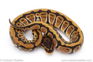 Africa Import Dinker Ball Python for sale