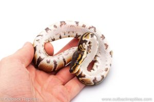 Africa Import Dinker Ball Python for sale