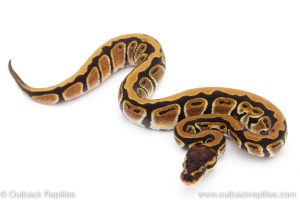 Africa Import Dinker Ball Python for sale