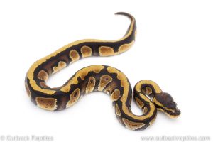 Africa Import Dinker Ball Python for sale