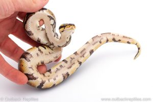 Africa Import Dinker Ball Python for sale