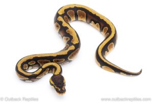 Africa Import Dinker Ball Python for sale