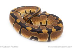 Africa Import Dinker Ball Python for sale