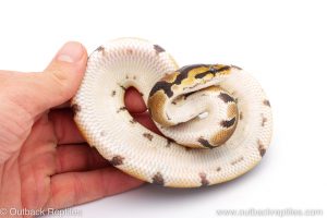 Africa Import Dinker Ball Python for sale