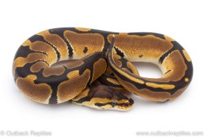 Africa Import Dinker Ball Python for sale