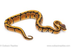 Africa Import Dinker Ball Python for sale