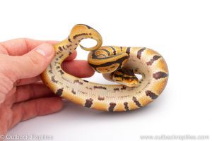 Africa Import Dinker Ball Python for sale