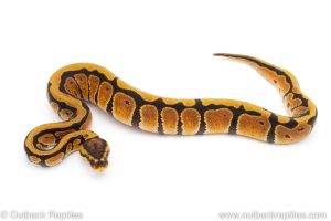 Africa Import Dinker Ball Python for sale