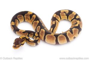 Africa Import Dinker Ball Python for sale