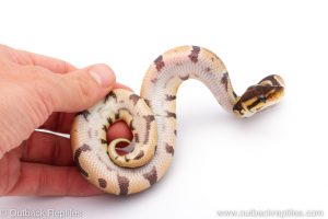 Africa Import Dinker Ball Python for sale