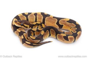 Africa Import Dinker Ball Python for sale