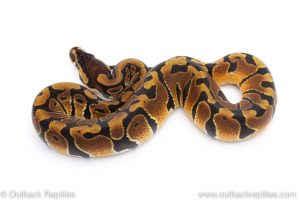 Africa Import Dinker Ball Python for sale