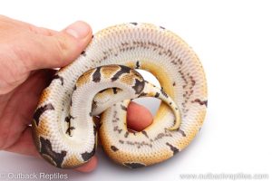 Africa Import Dinker Ball Python for sale