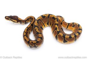 Africa Import Dinker Ball Python for sale