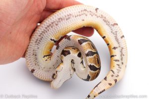 Africa Import Dinker Ball Python for sale