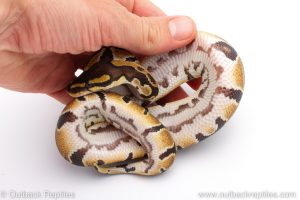 Africa Import Dinker Ball Python for sale