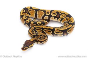 Africa Import Dinker Ball Python for sale