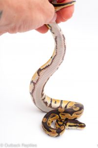 Africa Import Dinker Ball Python for sale