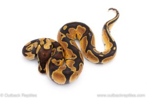 Africa Import Dinker Ball Python for sale